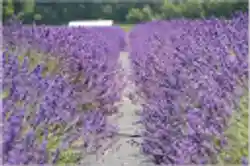 lavenderbythebay.com